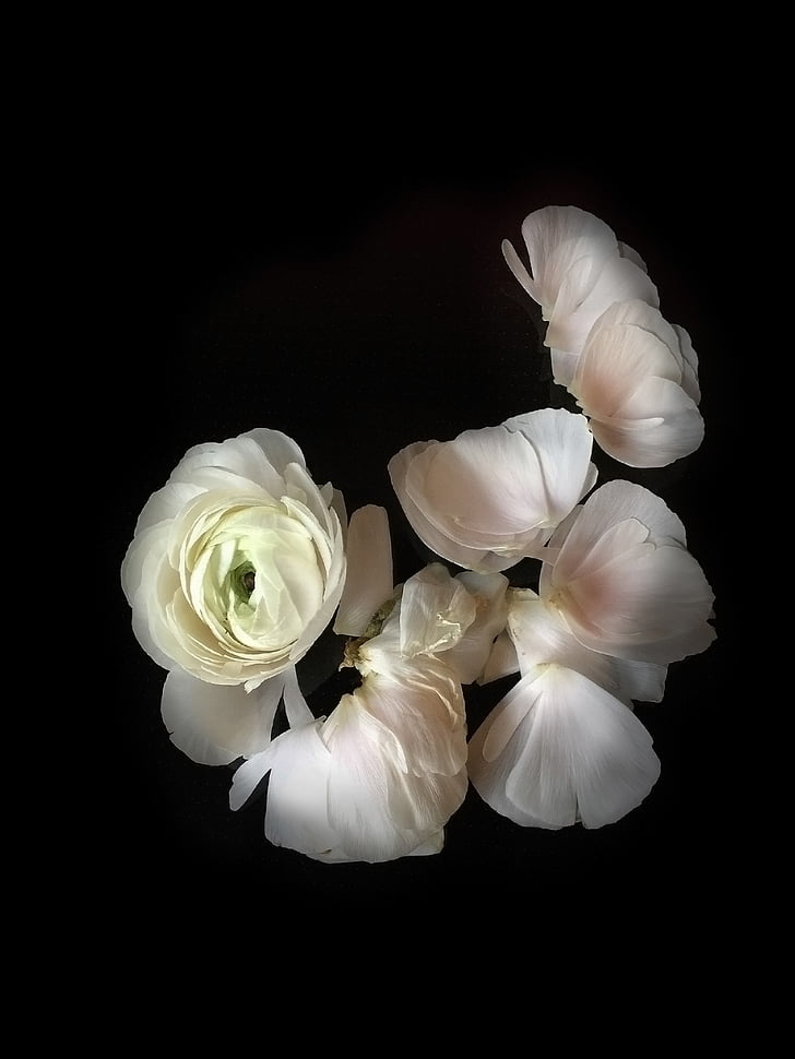 ranunculus, flowers, white flower, spring, leaves, wilted, still life