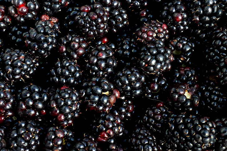 blackberry, berry, fruit, picking, fresh, sweet, ripe