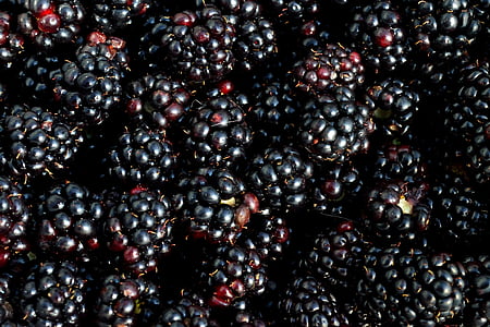 黑莓, 浆果, 水果, 领料, 新鲜, 甜, 成熟