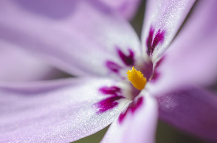 flower, purple, macro, spring, summer, background
