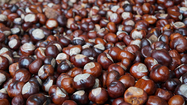 chestnut, brown, horse chestnut, autumn, nature, decoration, chestnut fruit