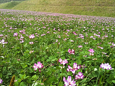 astragalus, lotus flower, flowers, field