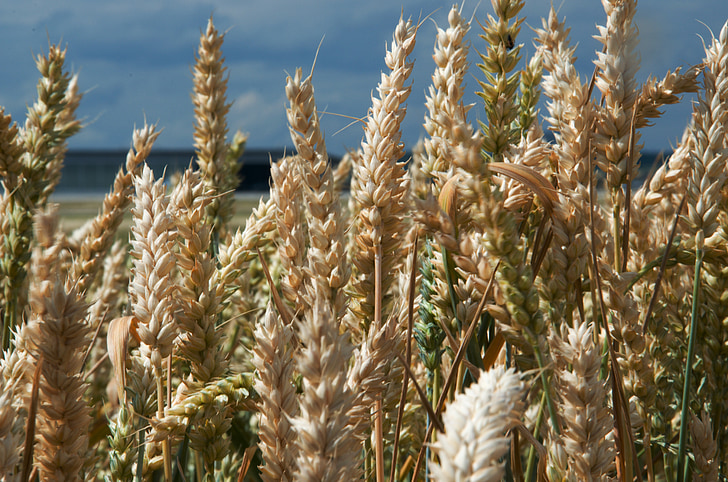 フィールド, 小麦, 穀物, 麦畑, 耕地, 農業