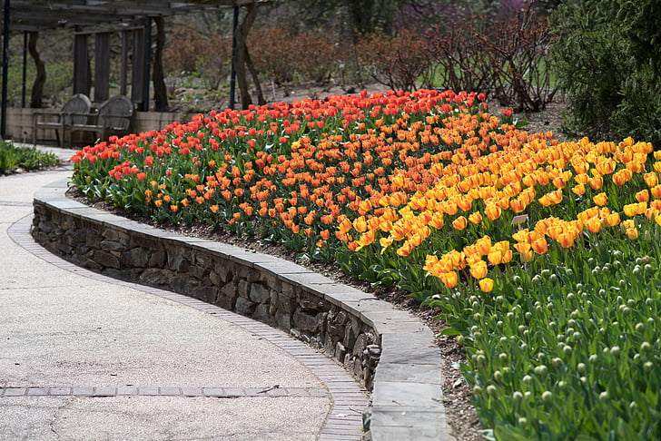 tulips, sherwood gardens, flowers, rainbow