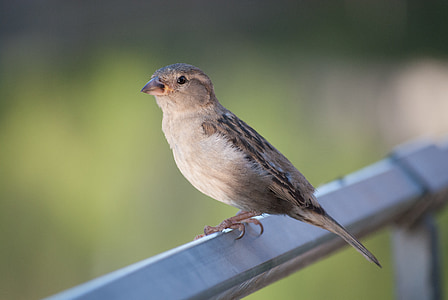 Sparrow, burung, Tutup, alam, bulu, sperling