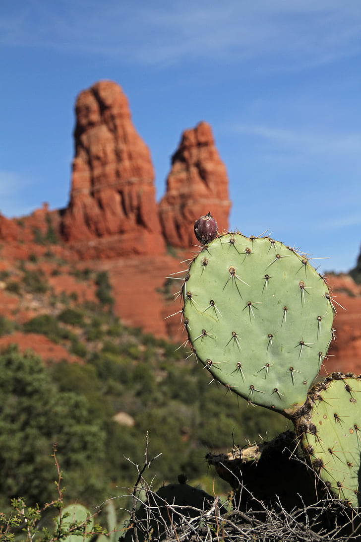 Cactus, Sedona, Arizona, röda klippor, Buttes, öken, USA