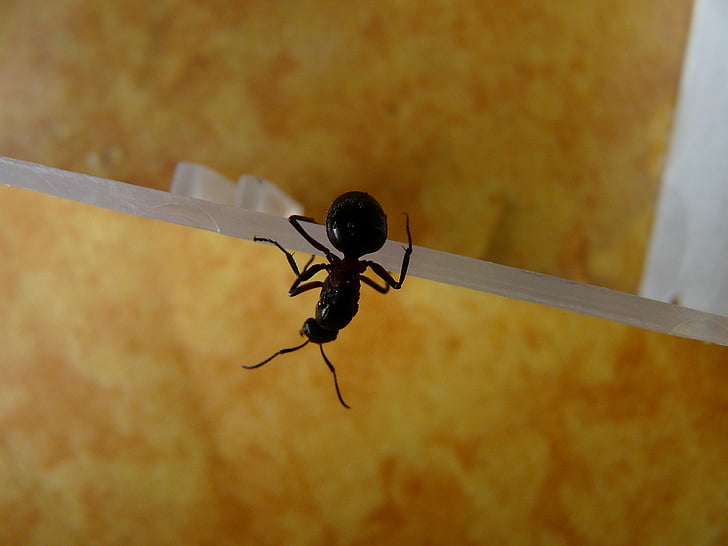 skov ant queen, ant queen, træ ant, Ant, natur, rød træ ant, insekt