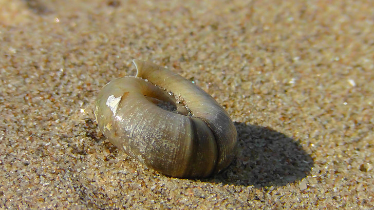 Shell, sneglen, Luk, Sea snail, boliger, Beach, sand
