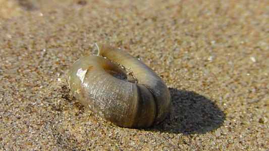 Shell, sneglen, Lukk, havet snegl, boliger, stranden, sand