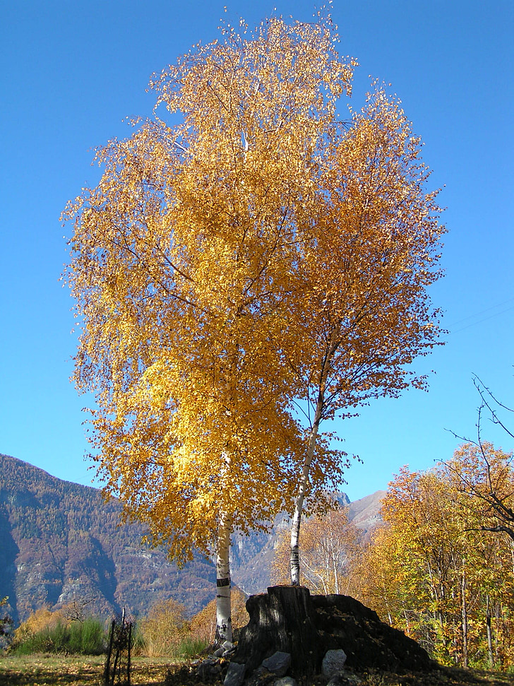 Birch, musim gugur, Gunung