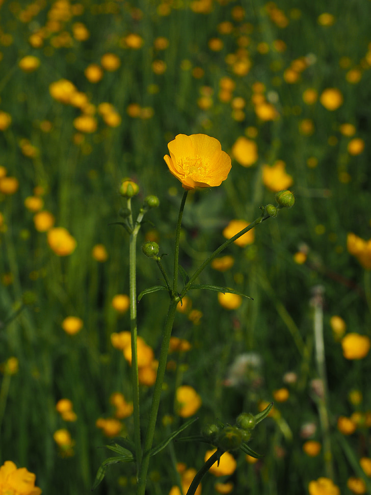 a Buttercup, hegyes virág, virágok, sárga, Boglárka (nemzetség), hahnenfußgewächs, Boglárkafélék