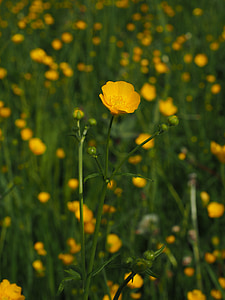 บัตเตอร์คัพ, แหลมดอก, ดอกไม้, สีเหลือง, บัทเทอร์คัพ, hahnenfußgewächs, ranunculaceae