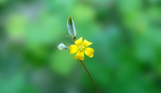 flower, yellow, macro, nature, plant, petal, summer