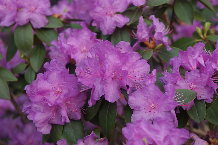 purple, flower, purple flower, bush, spring, flower buds