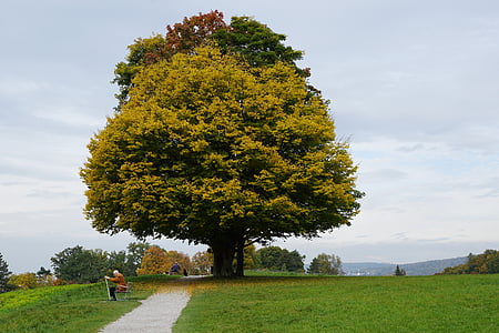 дерево, Луг, Осень, возраст, Парк, Цолликоне, Швейцария