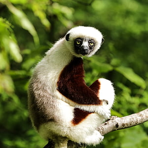 coquerel je sifaka, propithecus coquereli, sifaka, Vojvoda lemura centar, Durham nc, jedna životinja, lemur