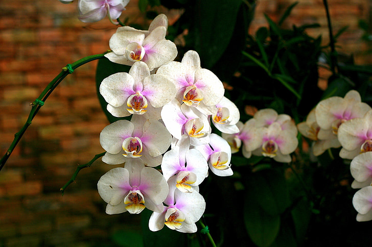 Orchid, kwiat, storczyk