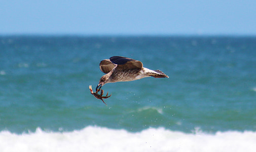 seagull, crab, fang, flight, beach, sea, fly