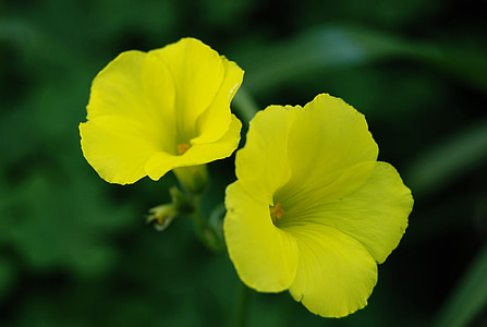 macro, flowers, yellow, nature