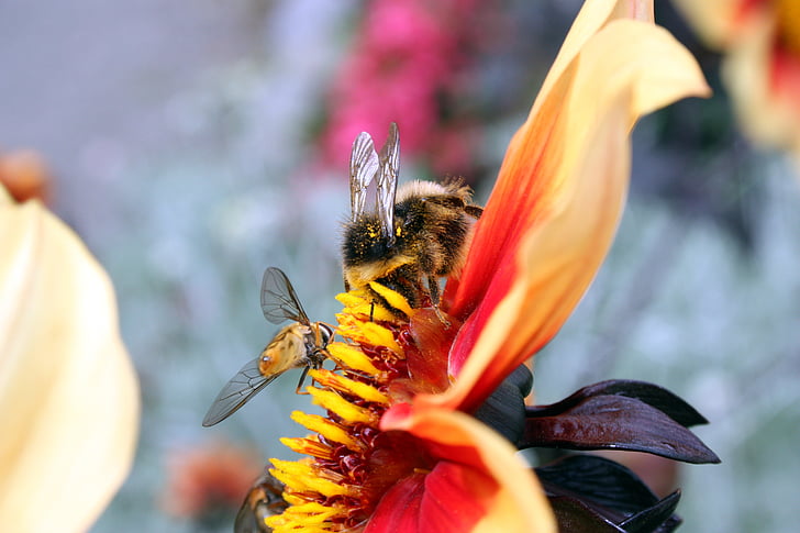 insecte, viespi, albine, hoverfly, floare, stamen, petale