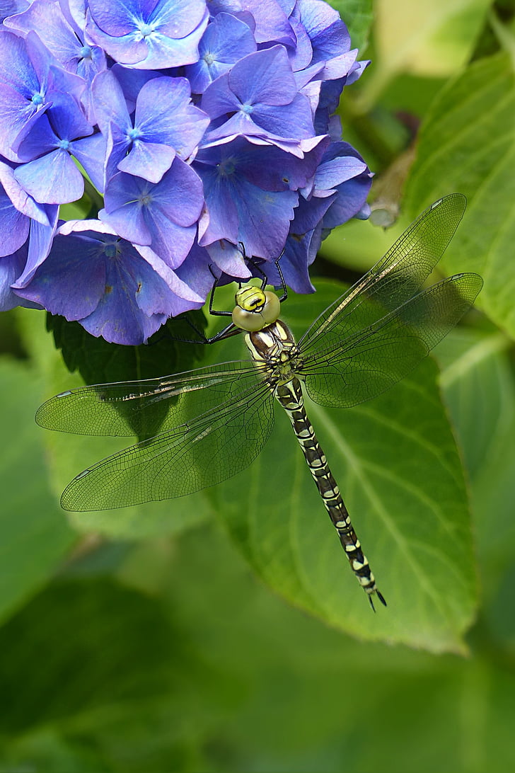 animal, insecte, libèl·lula, Odonata, descansa sobre Hortènsia, jardí, natura