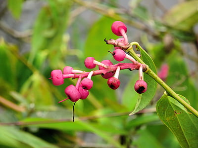 Ekuador, amazonie, tanaman liar, bunga eksotis