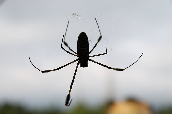 pauk, web, priroda, Životinjski svijet