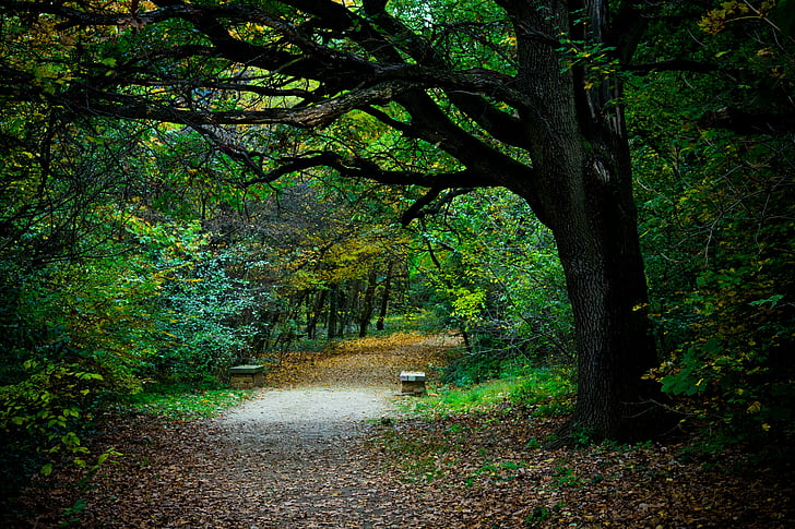 a pie, carretera, bosque, madera, otoño, naturaleza, naturaleza muerta