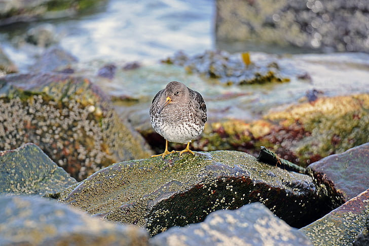 ocells, corredor platja de mar, Mar del nord, Kiwi-aus