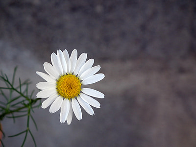 Daisy, Blume, weiß, Kamille, Closeup, Blütenblatt, Sommer