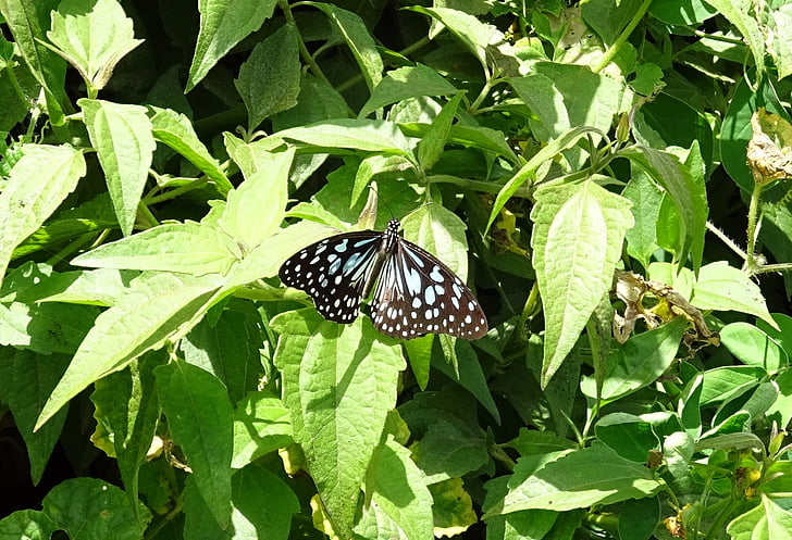 vlinder, blauwe tijger, tirumala limniace, insect, migratiestromen, fauna, borstel footed-