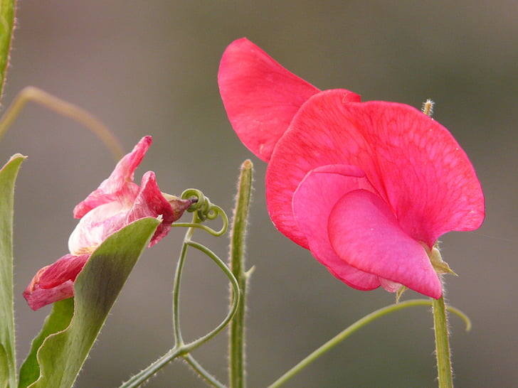 Vesce, Vicia, Fabaceae, Faboideae, légumineuse, rouge, fleur