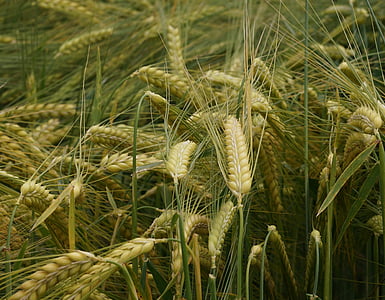 зърнени култури, природата, Селско стопанство, поле, полски култури, зърно, храна