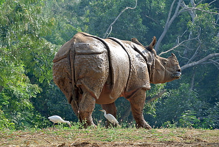 코뿔소, 코뿔소, 아머, 인도, 동물, 강력한, 야생 동물