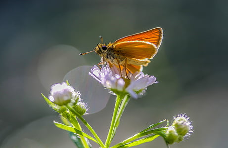 Schmetterling, Blume, Insekt, Natur, fliegende Insekten, Sommer, Wiese
