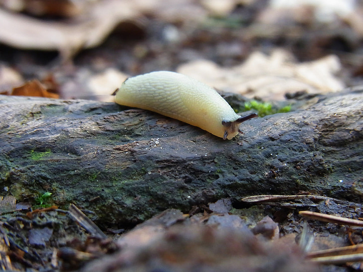 snail, albino, white, mollusk, animal, nature