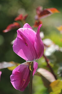 Tulip, bunga, ungu, merah muda, Cantik, alam, tanaman