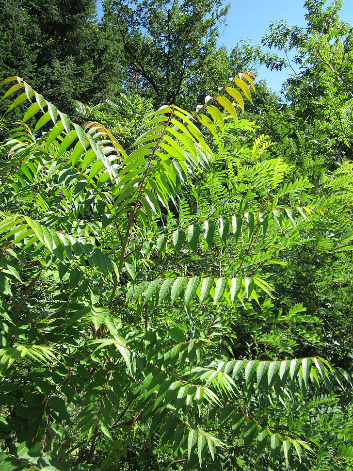 Ailanthus altissima, invasiva, Anläggningen, botanik, Flora, naturen, lövverk