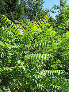 Ailanthus altissima, invazív, növény, botanika, Flóra, természet, lombozat