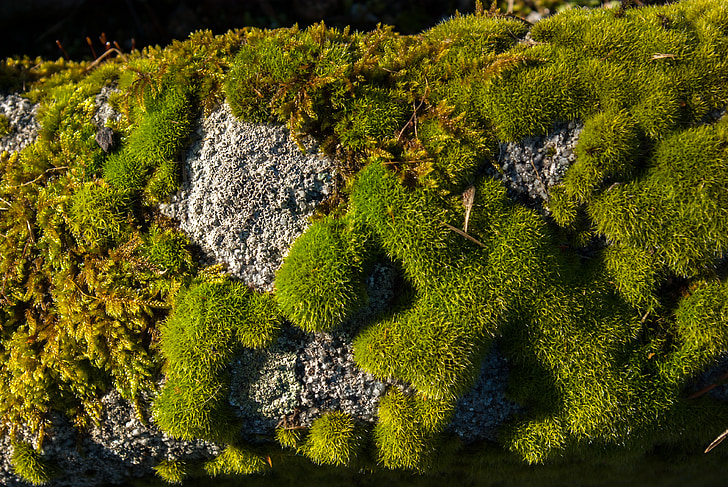 Lichen, Moss, sten, natur, plante, udendørs