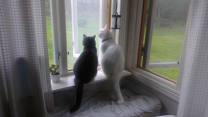 kaķi, miera, lietus, logs, iekštelpās, skatījās pa logu, mājas interjers