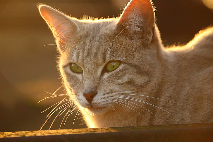 cat, autumn, stainless, evening light, sun, cat face, breed cat