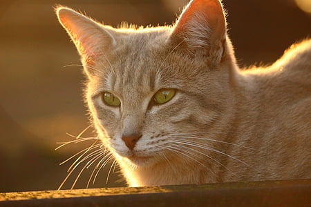 macska, ősz, rozsdamentes, esti fényben, nap, macska szembenéz, macska tenyészt