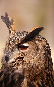owl, bird, animal, tawny owl, nocturnal, falconry, close