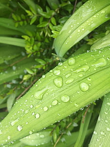grøn, natur, blad, regn, drop, blade, plante