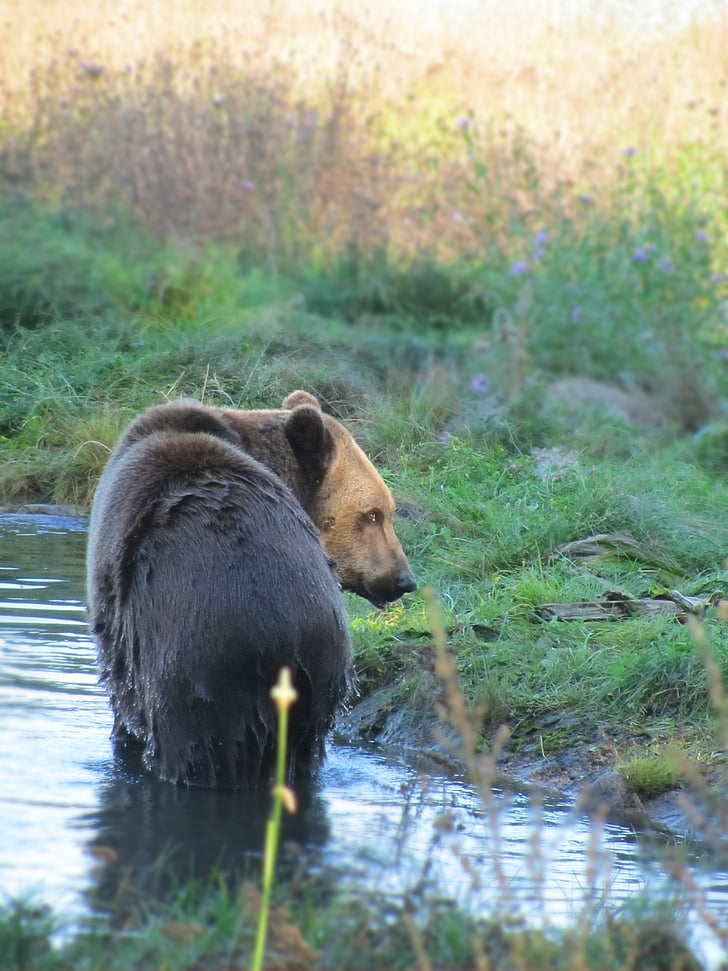 medvěd, medvěd hnědý, slunce, jaro, Wildlife park, Teddy, zvíře
