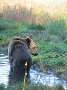 urso, urso pardo, sol, Primavera, Parque de vida selvagem, peluche, animal