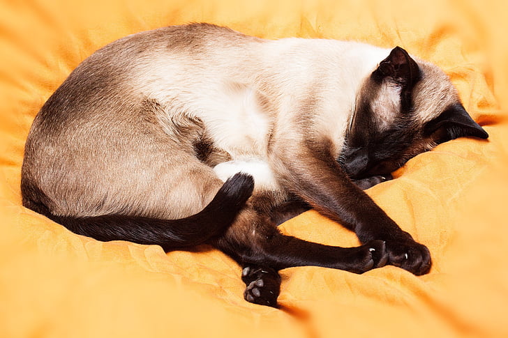 Siamese katt, Thai siam, katt, Siamese, ras katt, sömn, avslappnad