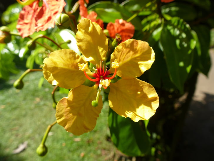 Sri lanka, Anläggningen, blomma, naturen, Leaf