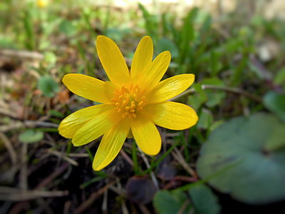 fleur, printemps, plantes de printemps, jaune, plante, signe du printemps, fleur jaune